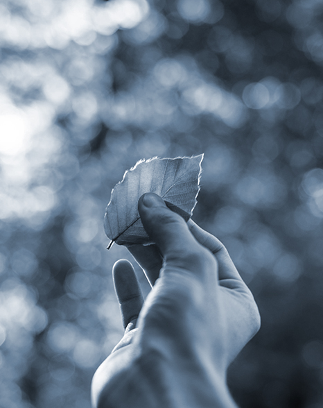 Hand holding a leaf icon